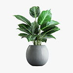 Ferns