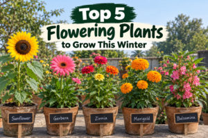 Top 5 Flower Plants in winter